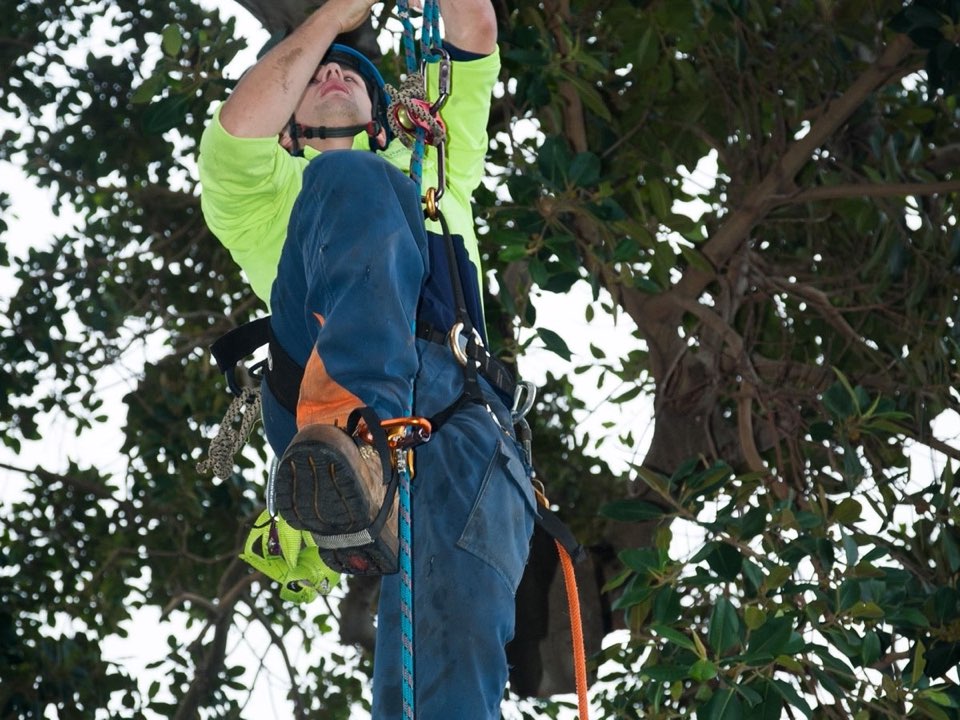 Qualified arborist working in a mature tree during an Enviro Trees UK survey in Powys