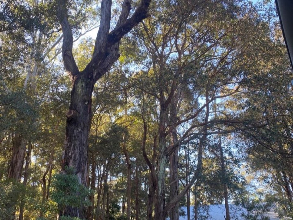 Mature trees in Powys parkland with a property visible in the background